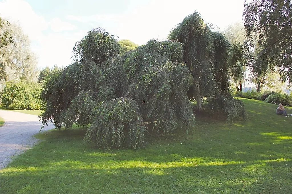 Real betula discount